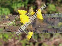 Potentilla pamiroalaica Juz.