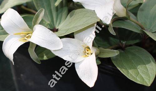Trillium nivale Ridd.
