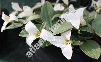Trillium nivale Ridd.